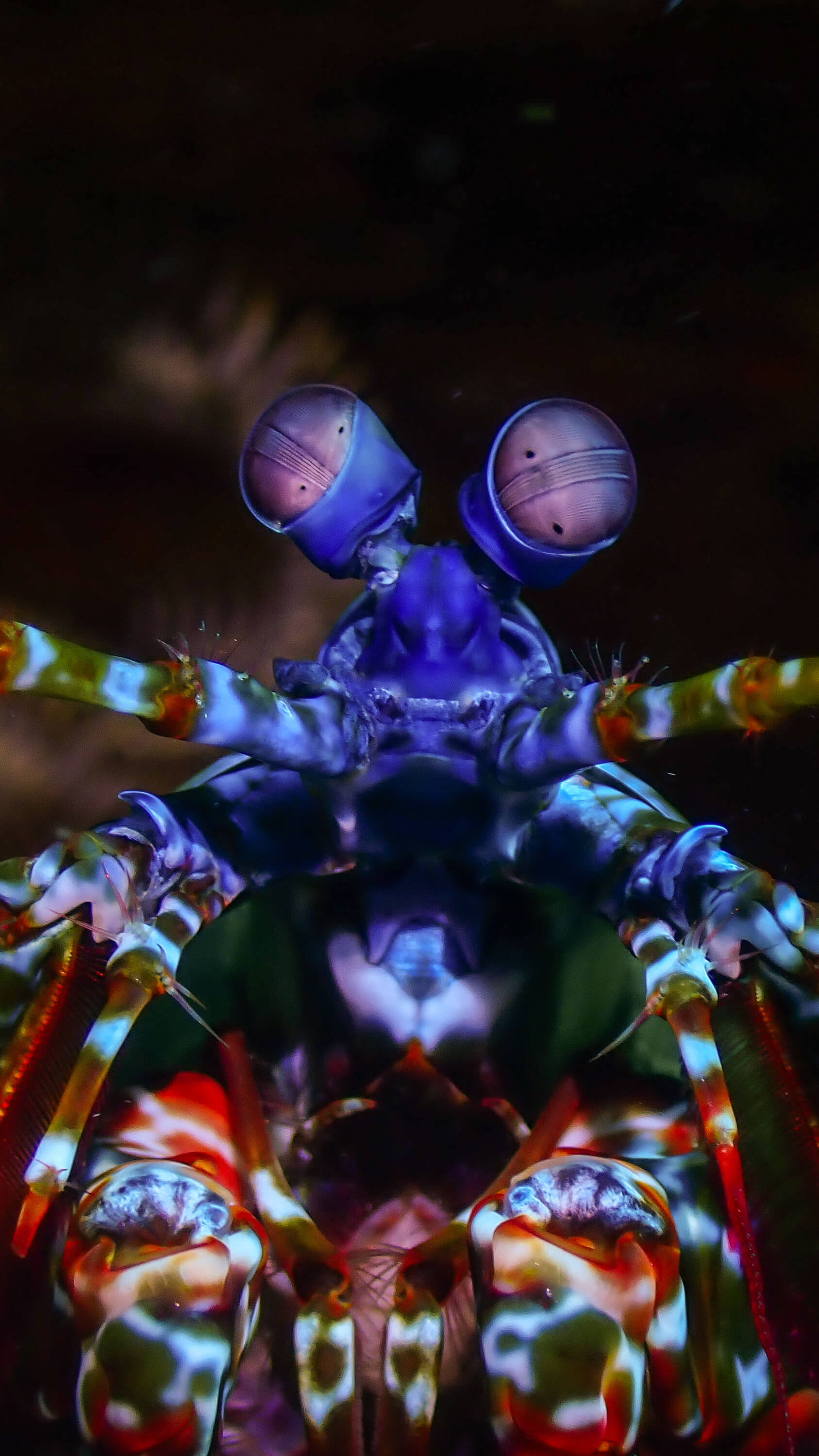 Macro Photography 5